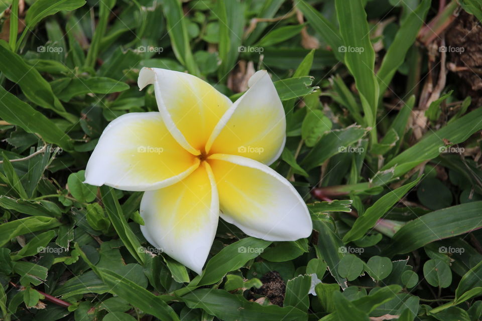 Fallen flower at Lumpini Park Bangkok - January 2016