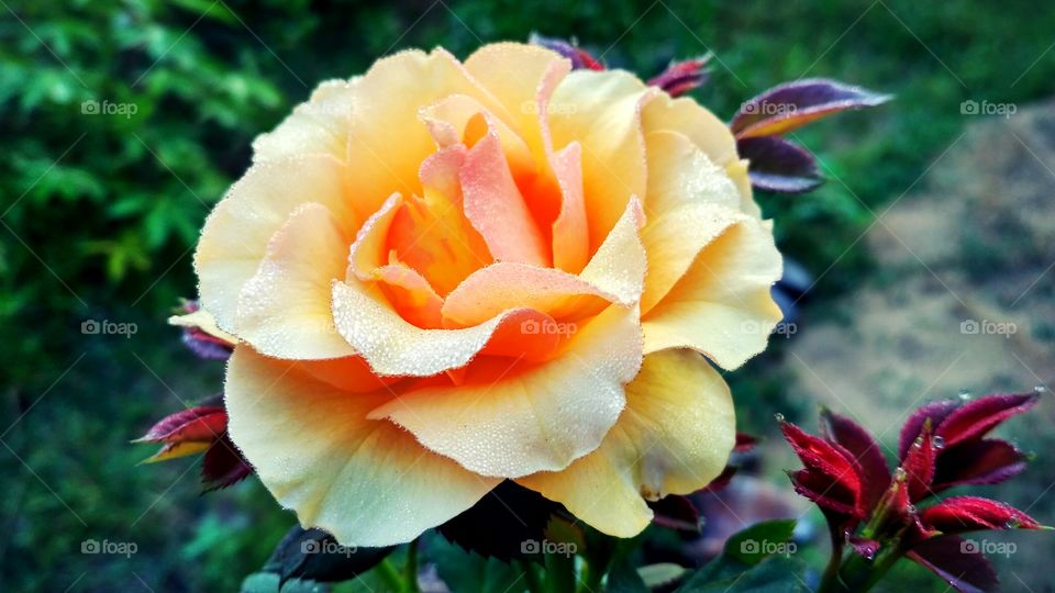 Yellow Rose Deboobtube
