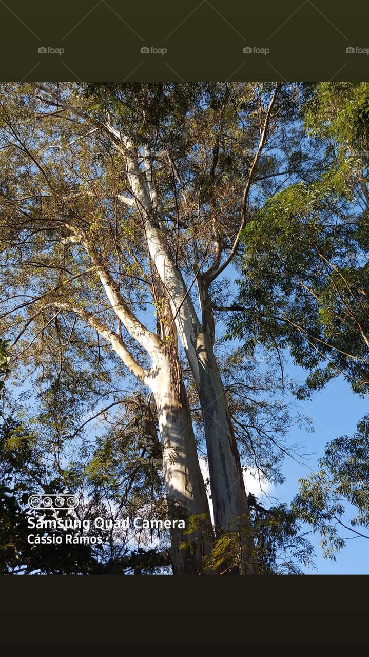 eu fiquei pensando como isso é lindo