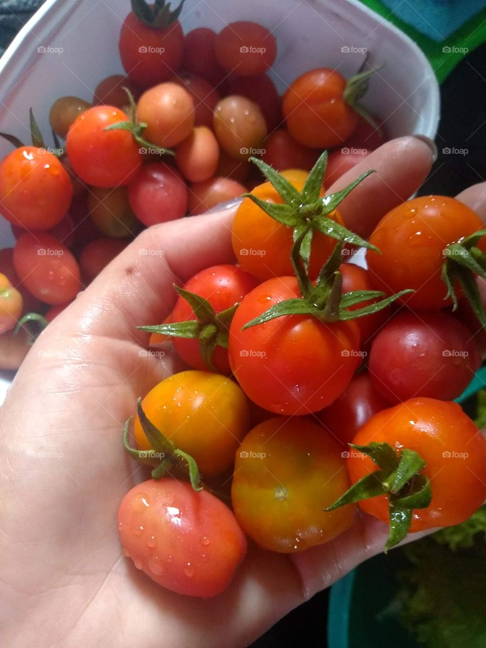 ripe acerolas, fruits from the northeast, tropical, , typical food