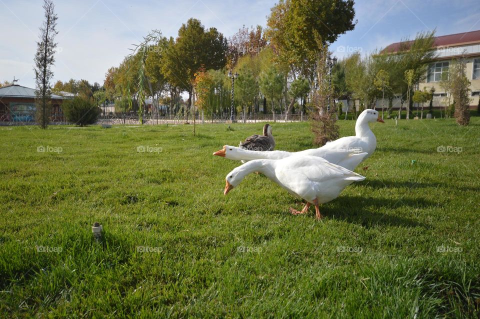 several white geese walk on a flat lawn