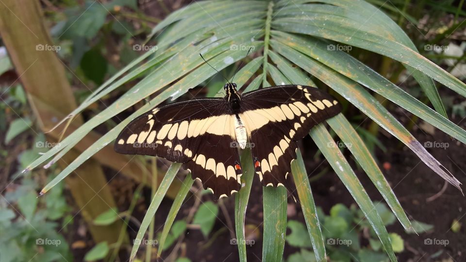 Nature, No Person, Butterfly, Outdoors, Insect