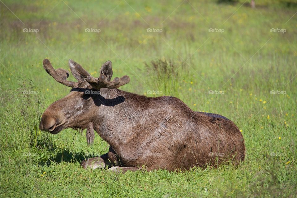 Big elk