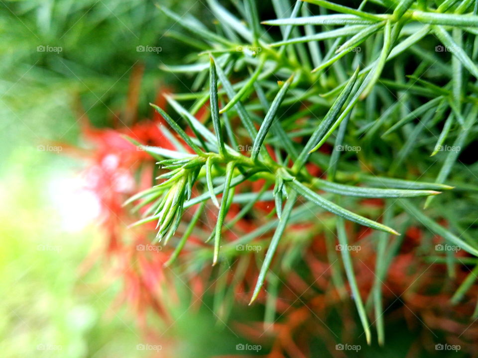 pine needles