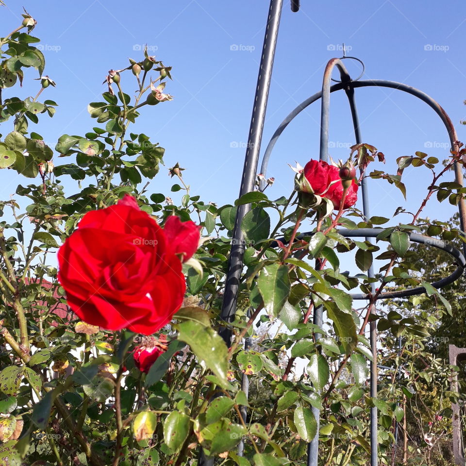 red roses against blue sky  in autumn  garden