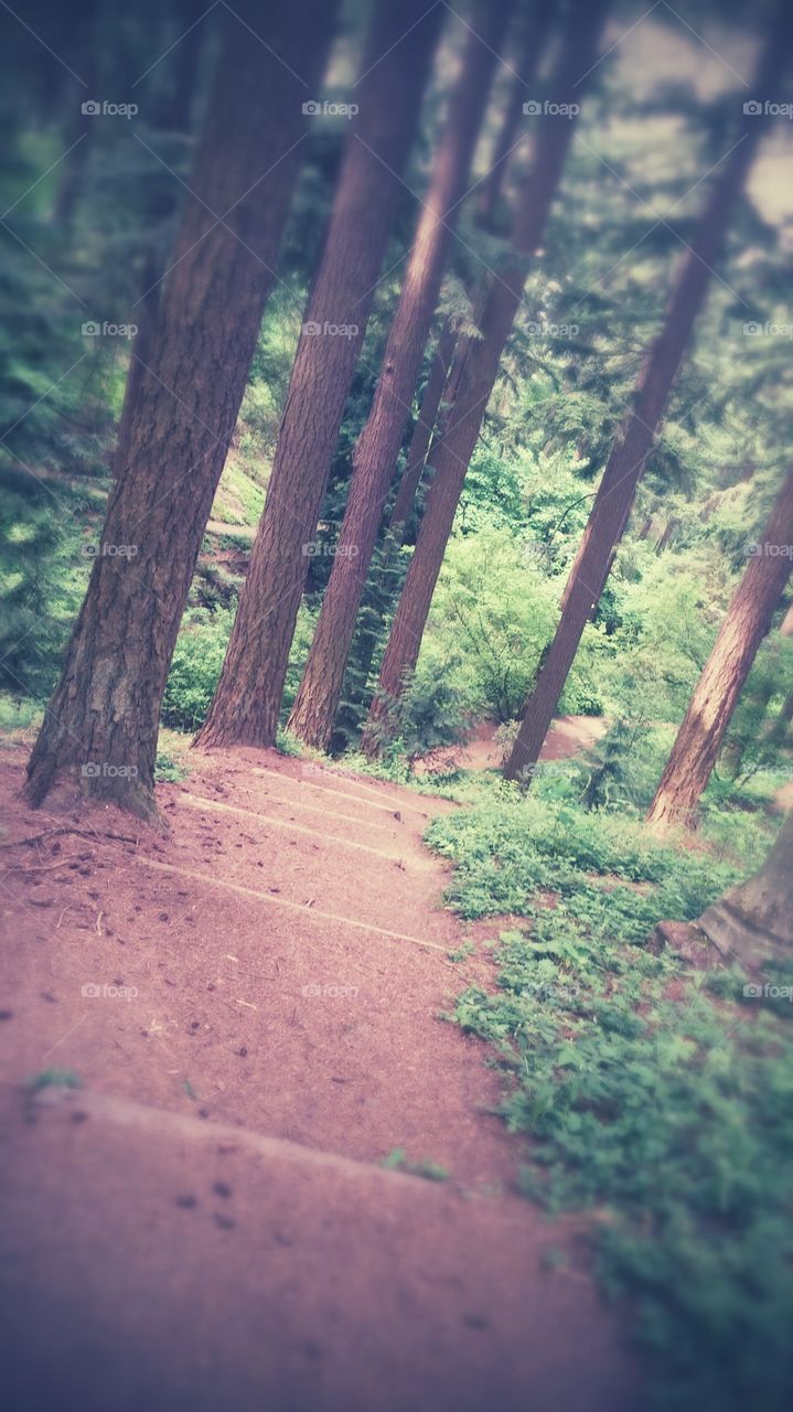 Into The Woods. took this photo at Mt. Tabor in Portland, Oregon as I was waiting for Run Mama Run 5k to begin.