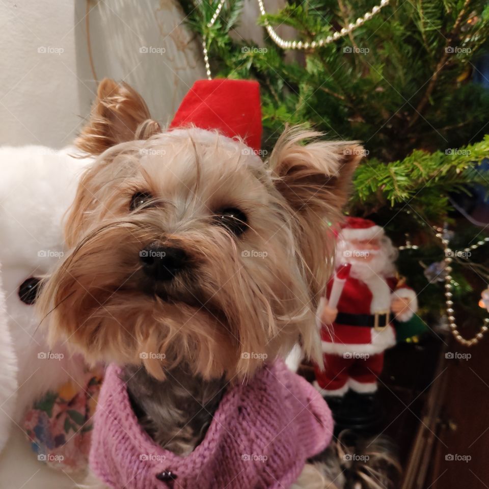 Memory of the Christmas, my dog Jessie