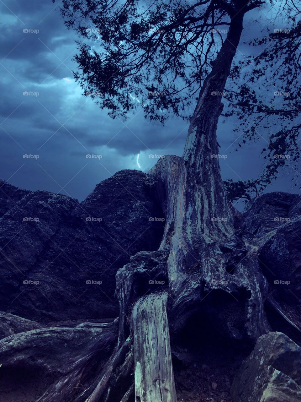 Tree weathering the storm 