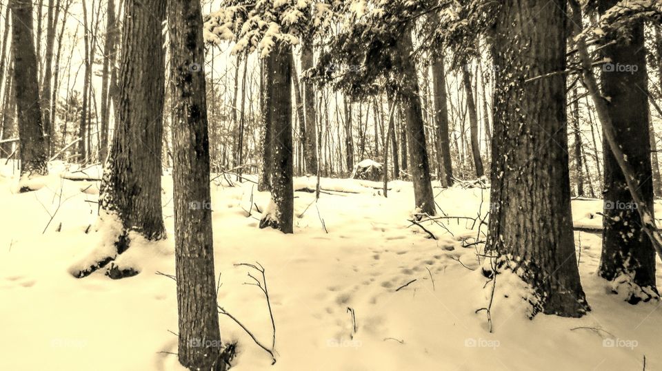 Quiet walk in the Winter woods