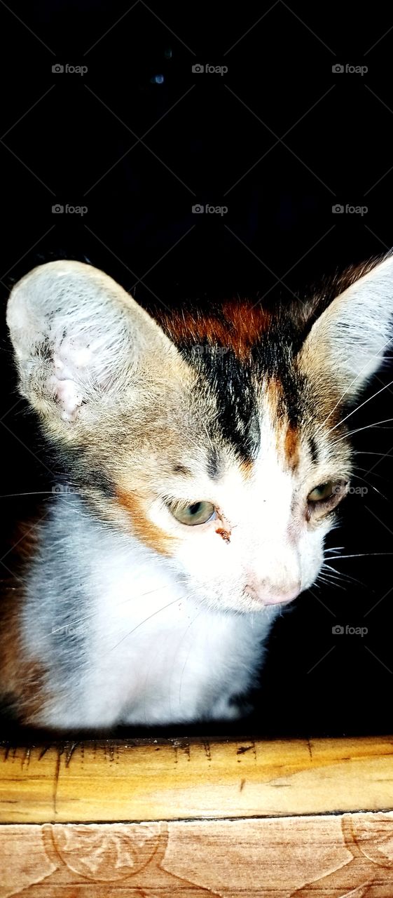 The cat is a domestic species of small carnivorous mammal. It is the only domesticated species in the family Felidae and is often referred to as the domestic cat to distinguish it from the wild members of the family.