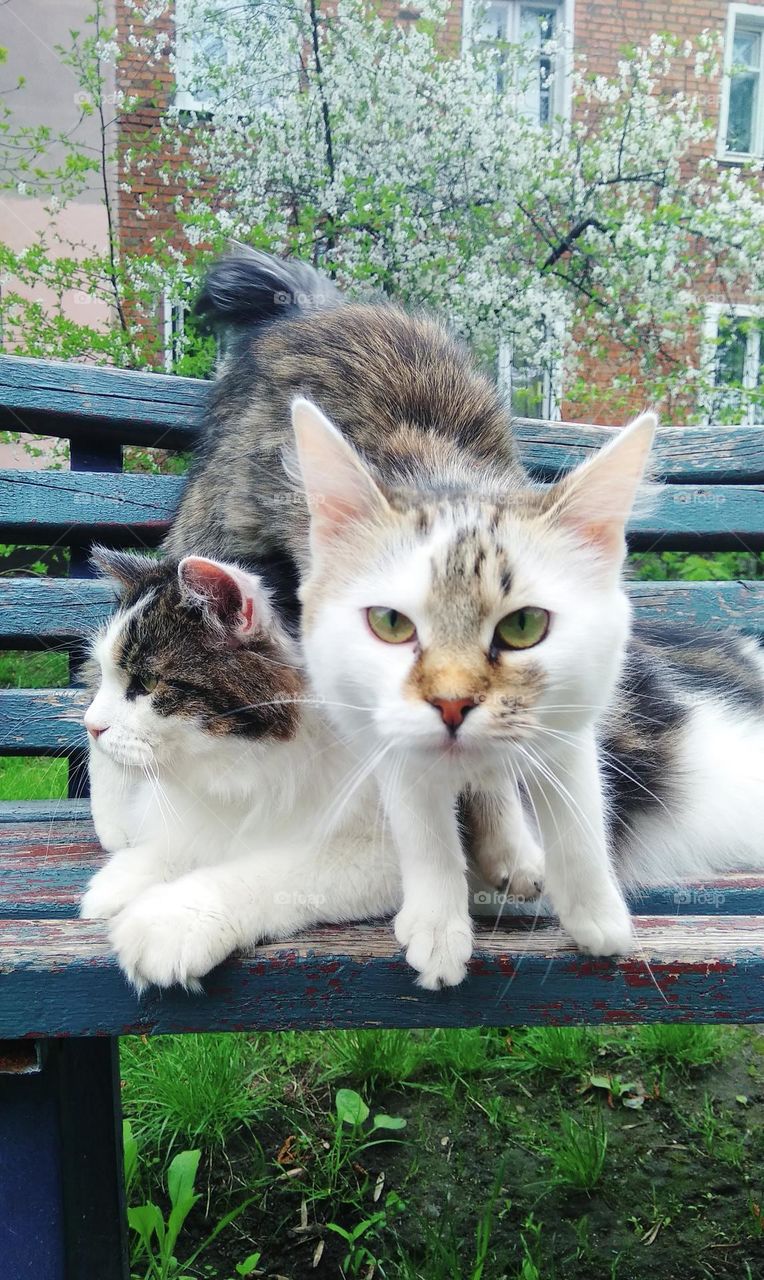 be authentic cat astrophy