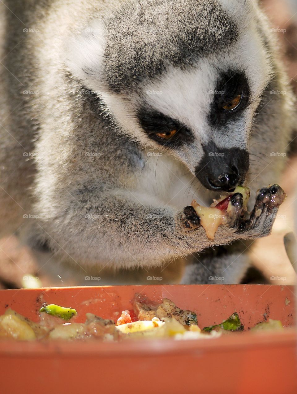 Lemur Eating Fruit. This is a closeup of a Lemur eating