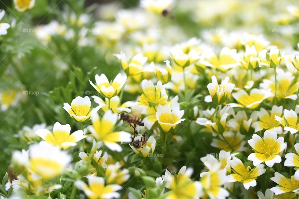 Limnanthes douglasii 