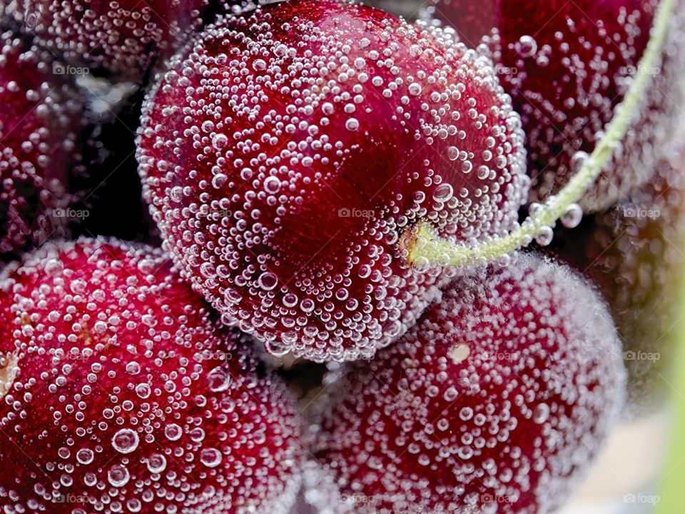 The apple is a fleshy fruit from the apple tree. It is in the species Malus domestica in the rose family Rosaceae.