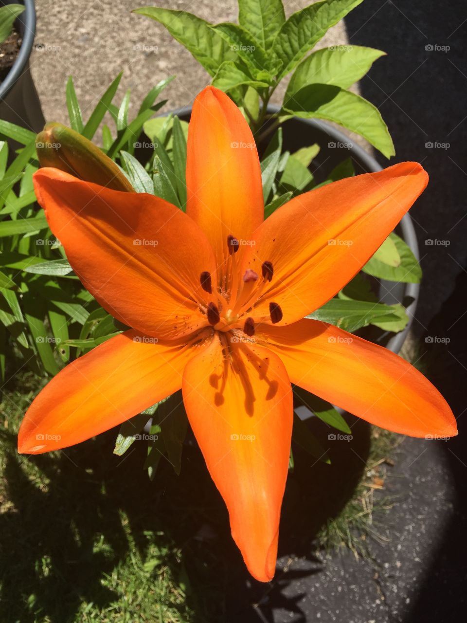 Symmetry everywhere
Lily 