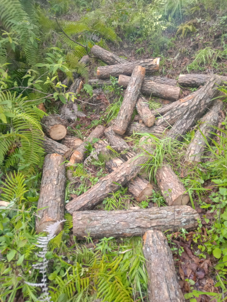 firewood log in the forest
