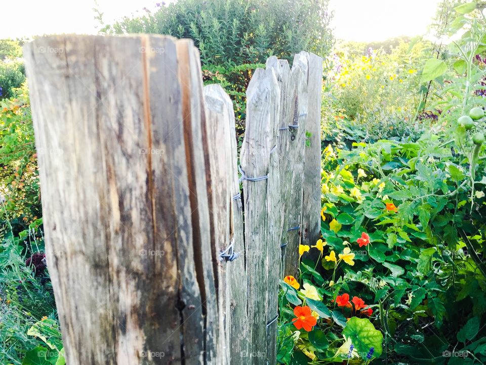 Old wooden fence and bright colored cress