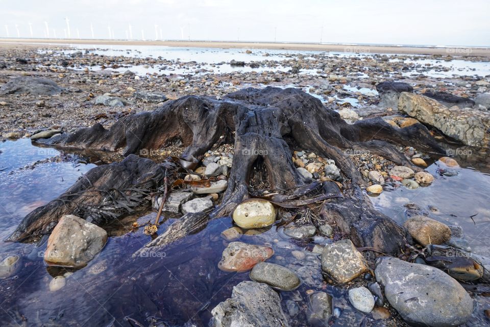 Petrified Forest Tree Stump .. Redcar Beach March 2018