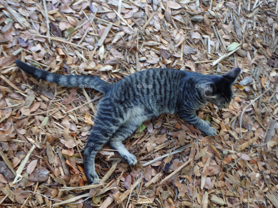 Key West Hemingway House