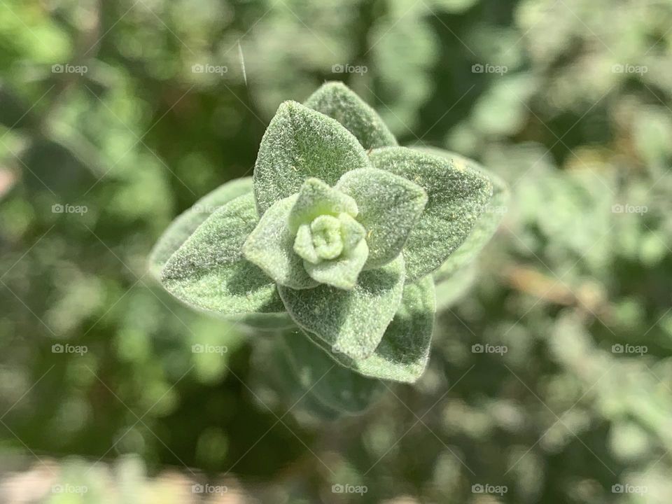 Hyssop closeup 