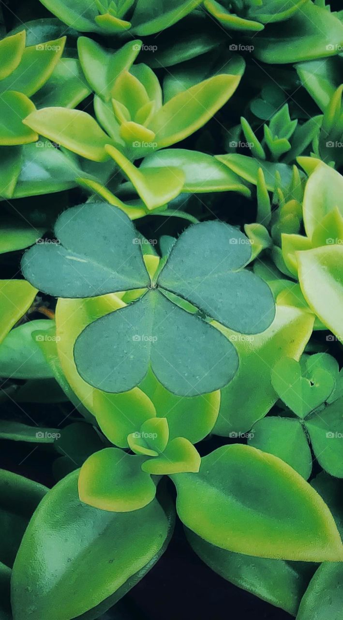 Leaf upon green leaf