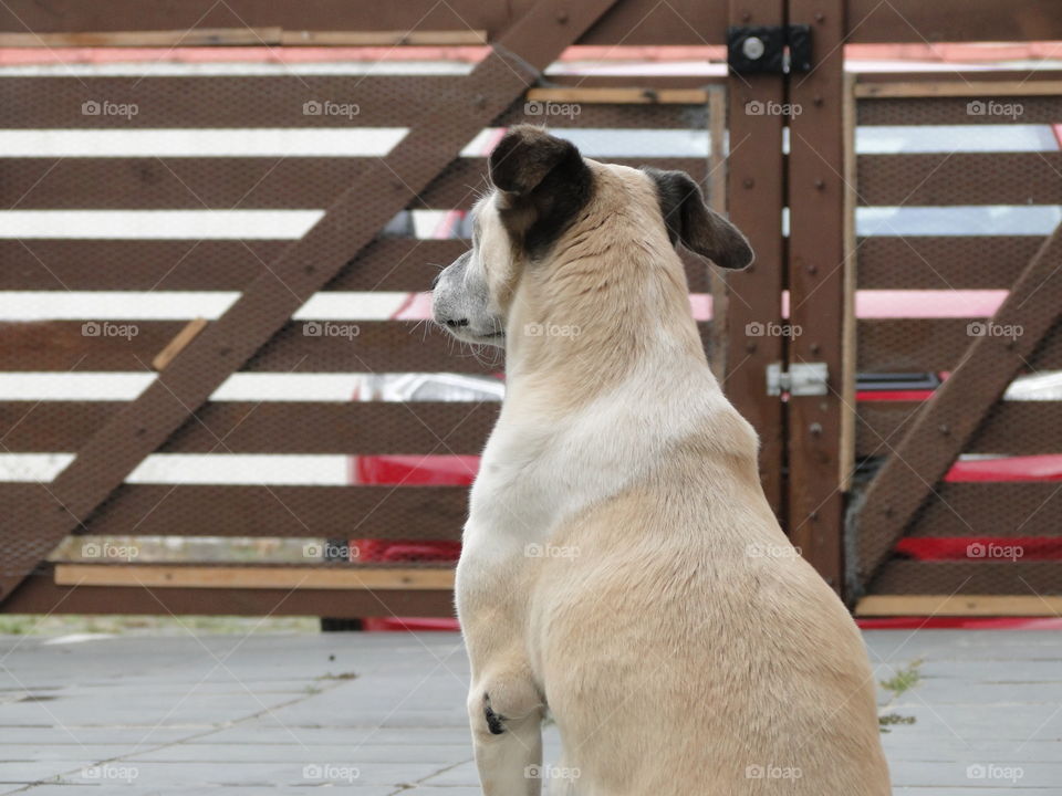 Portrait, Animal, Mammal, Dog, Fence