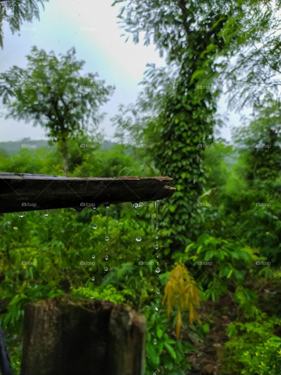 raindrops falling from a shower in the garden