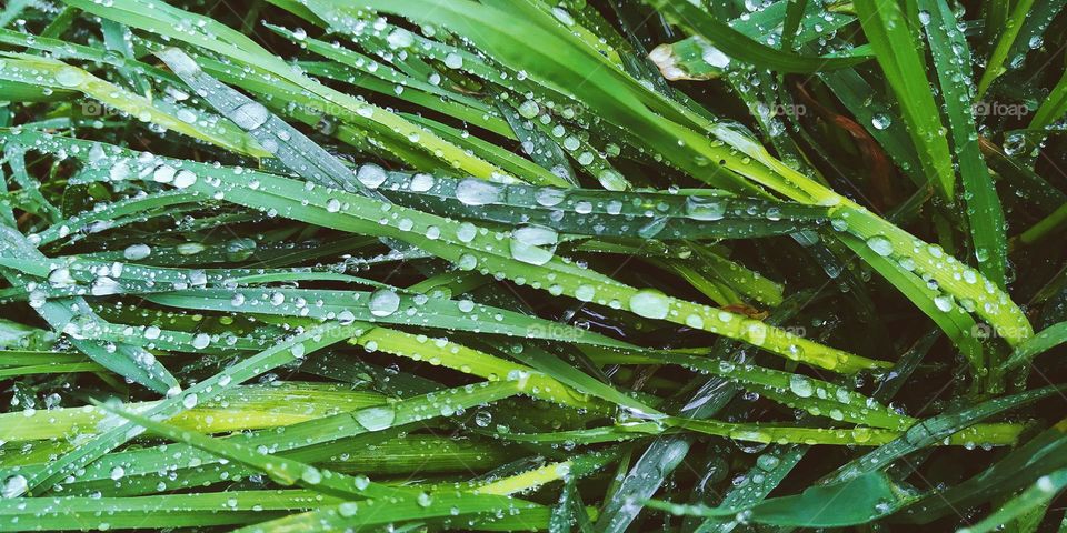 drops of morning dew on green grass