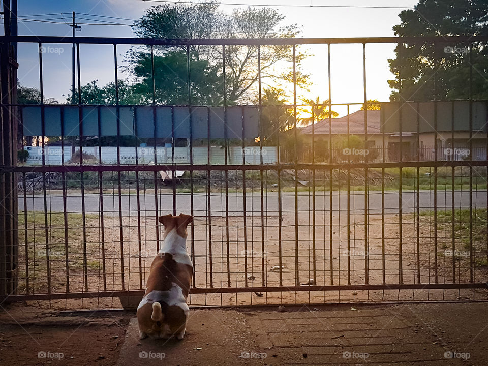 Pet sitting at the gate waiting for her owner