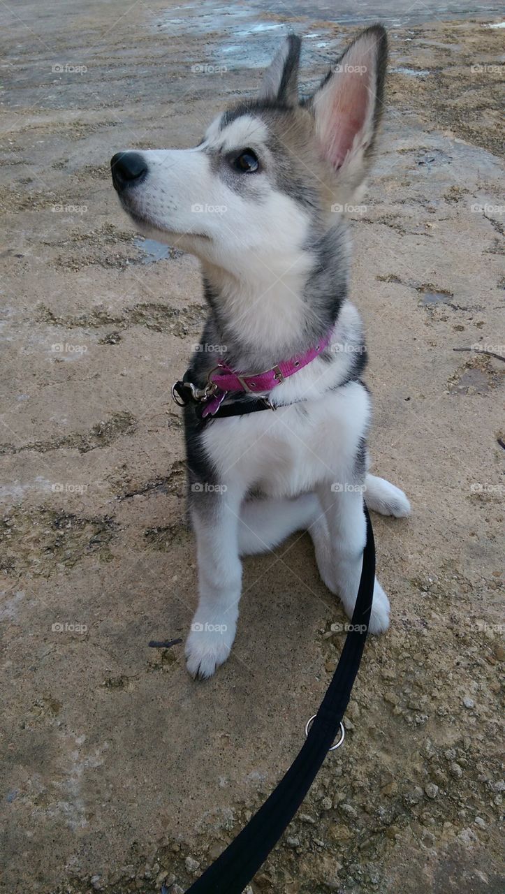 Husky / Malamute puppy enjoying the sea view