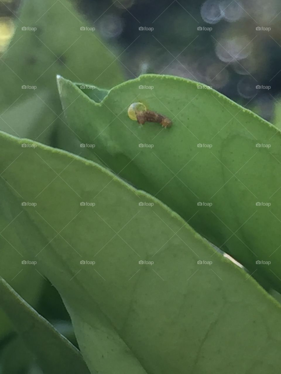 Baby swallowtail caterpillar 