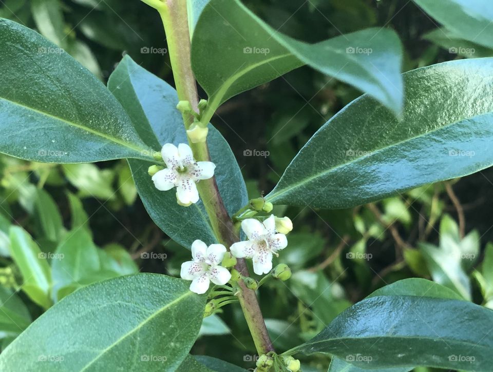 Tree with white flowers