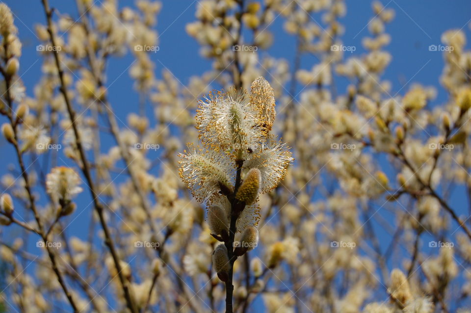 Early Spring Pussy Willow. Buds just puffing up