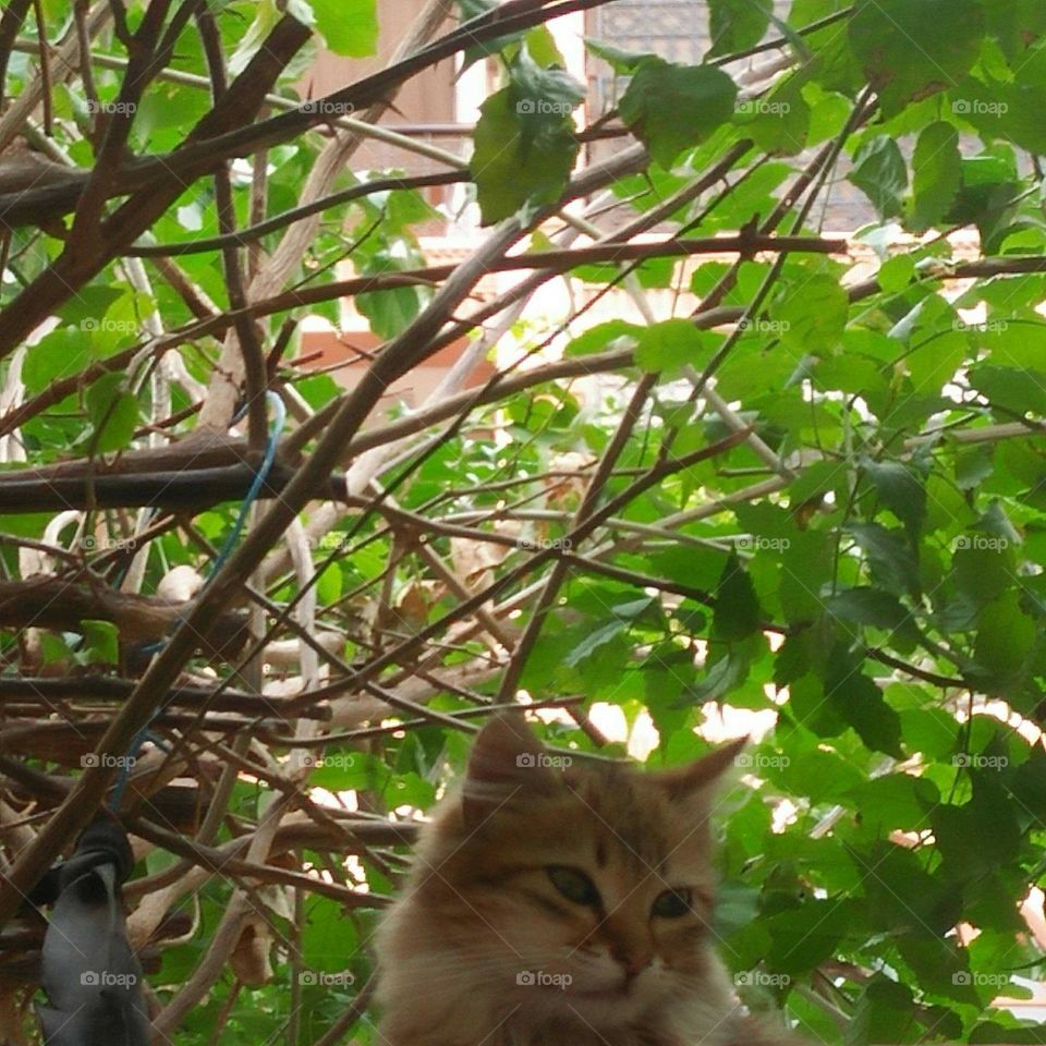 Beautiful cat looking at camera.