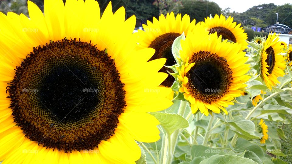 Sunflowers. Sunflower field