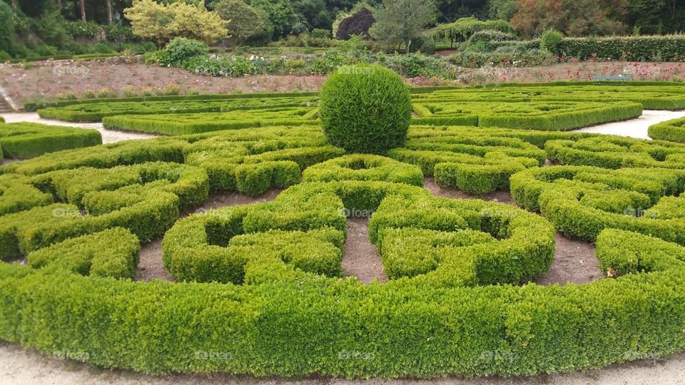 Garden, Topiary, Lawn, Hedge, Grass