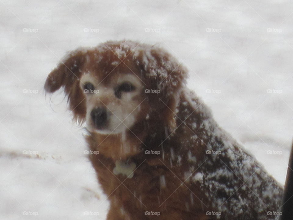 Little Brown Dog Sitting in the Snow. She is old and some of her fur has become white.