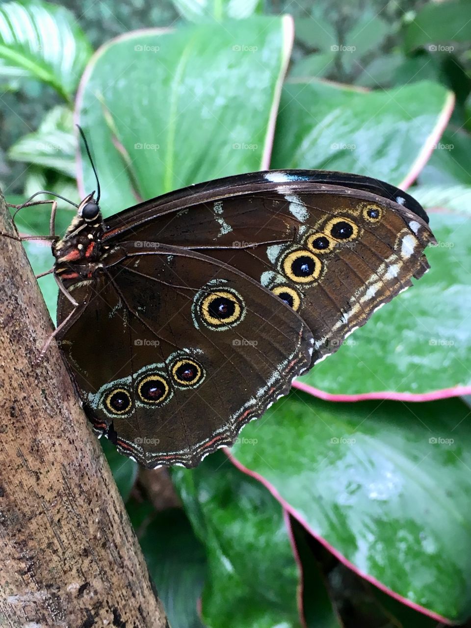 Son of nature, Morpho butterfly