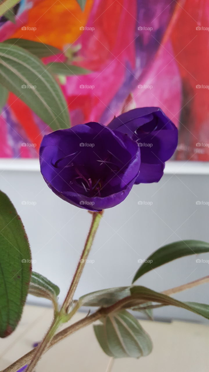 purple flower power