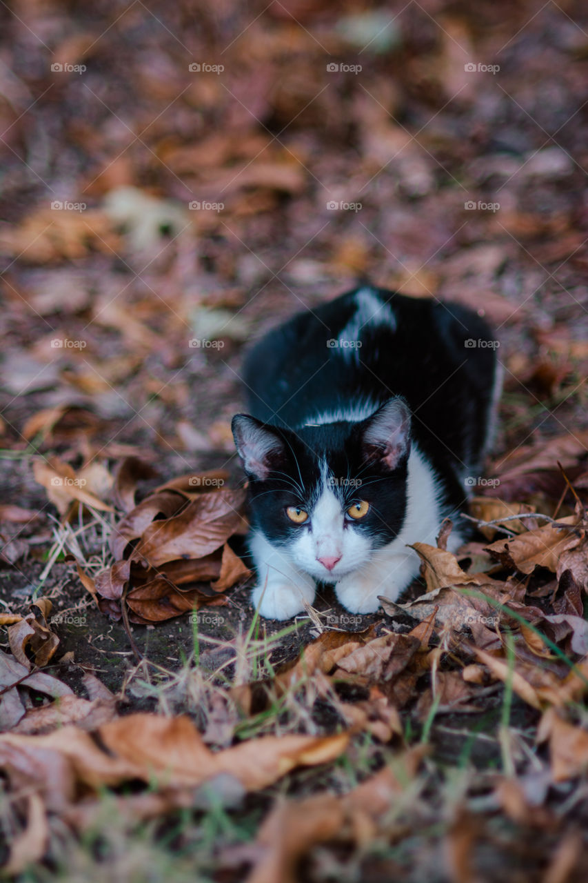 Black and White Cat Playing in Fall Leaves