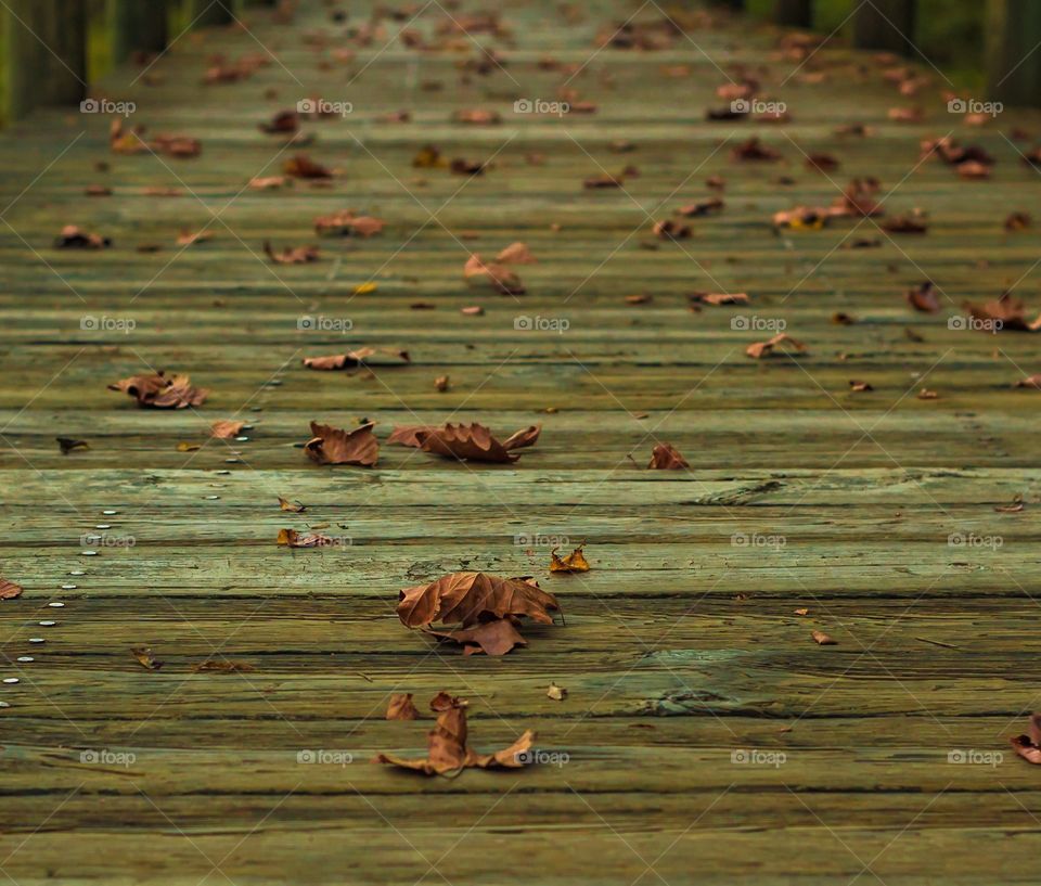 Fall leaves on pier