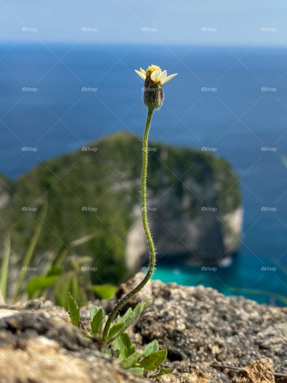 Rock flower 