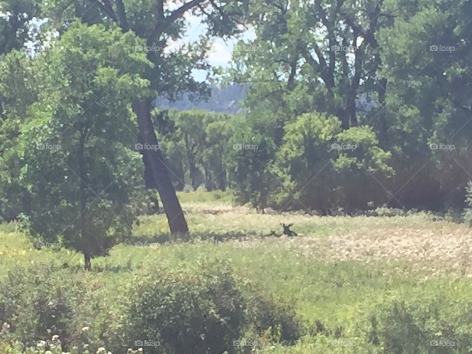 Tree, Landscape, Nature, Wood, Grass