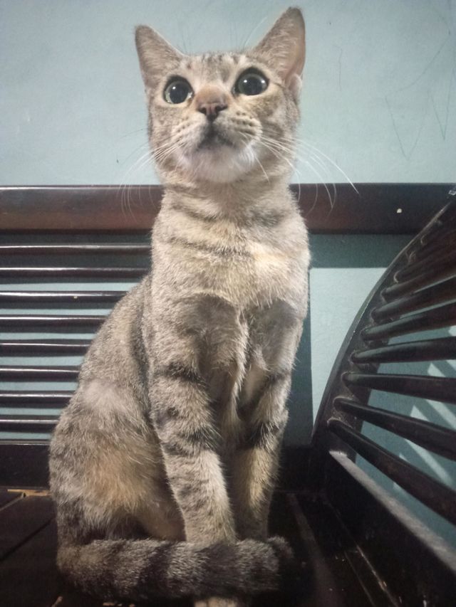 Grey Cat