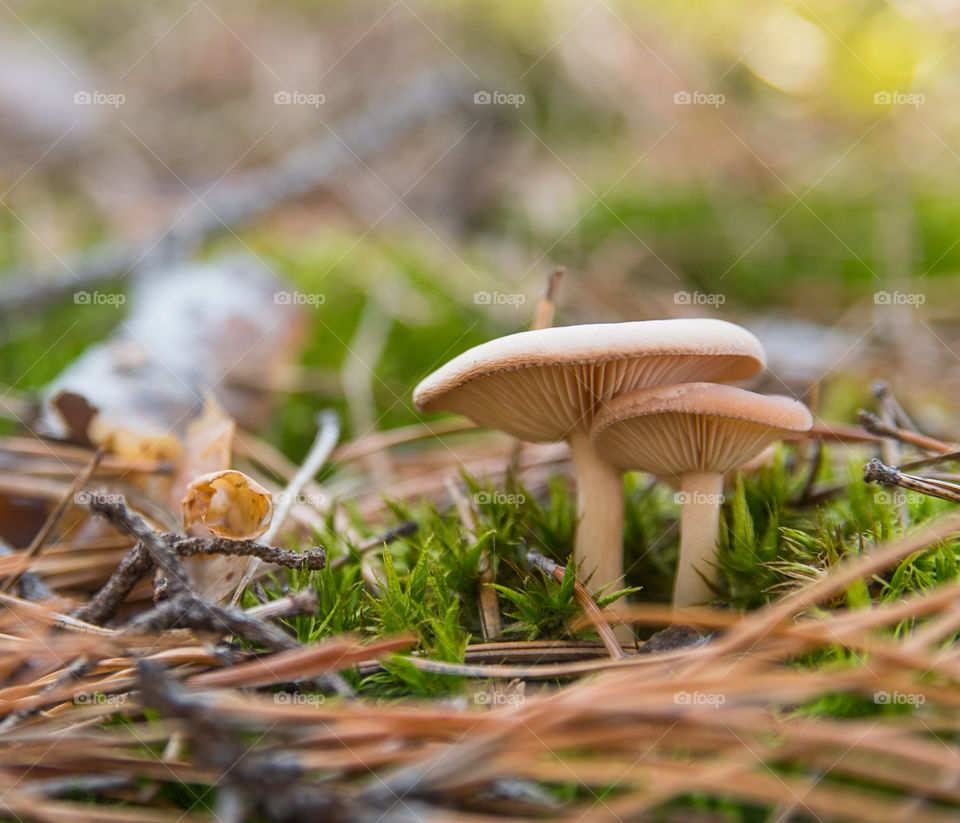 Forest mushrooms closeup