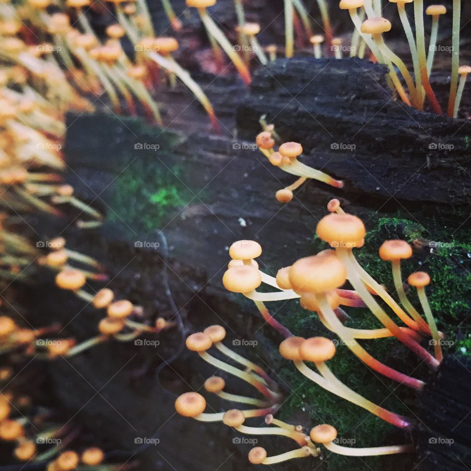 Baby mushrooms 