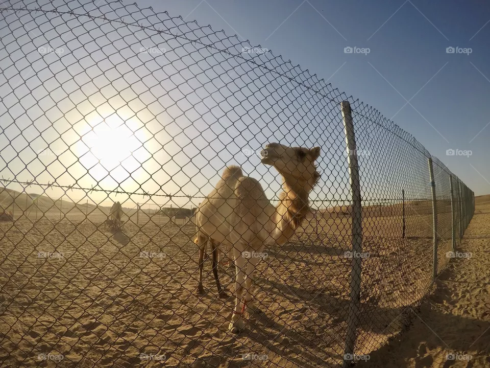 Desert