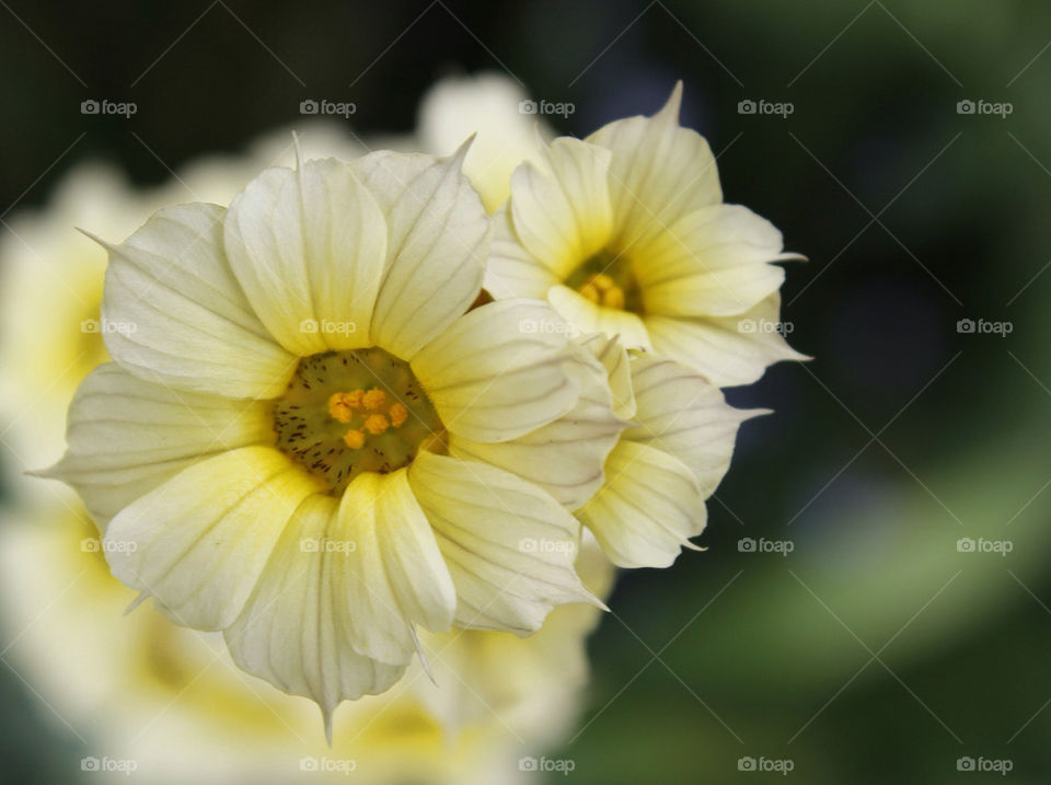 flowers yellow macro summer by chris7ben