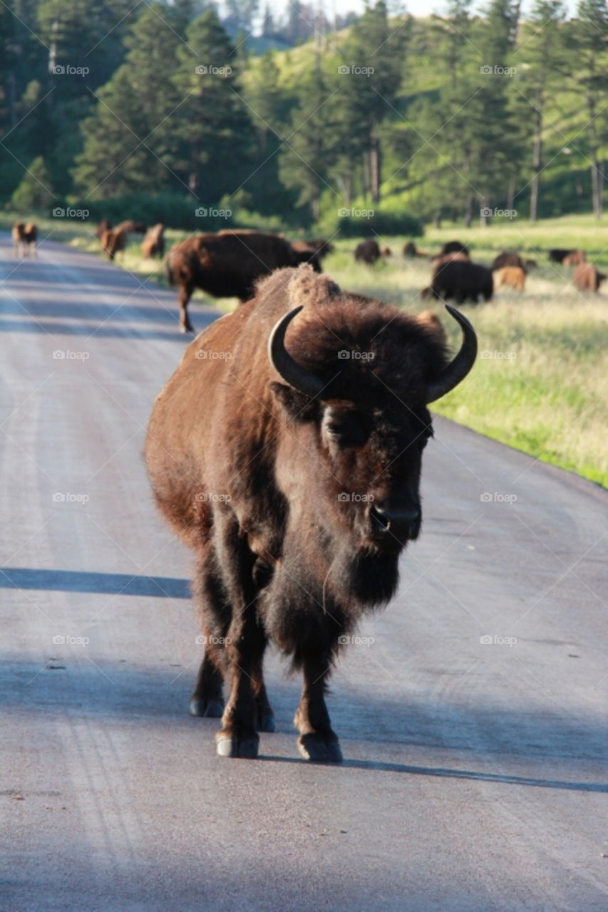 Bison