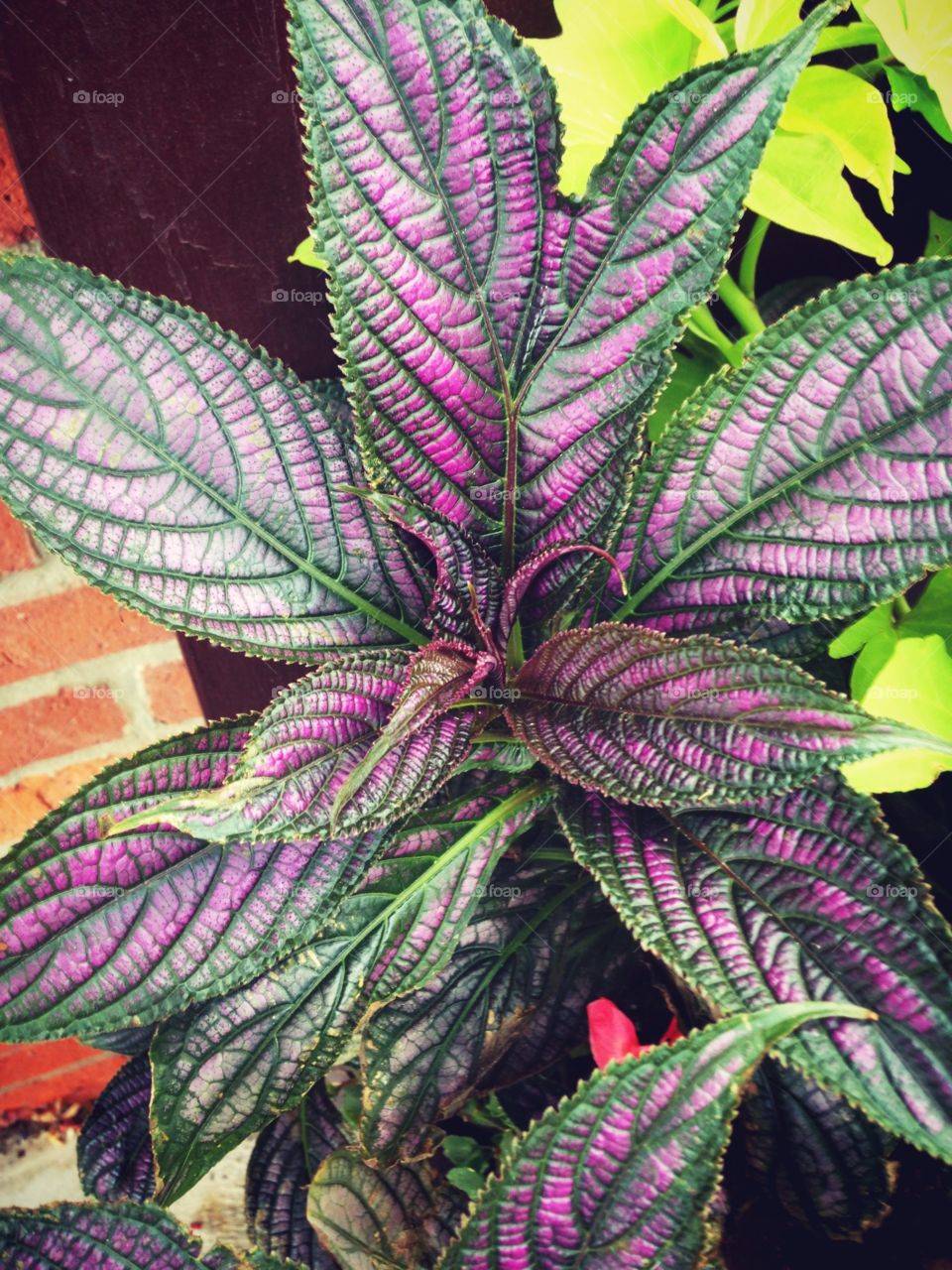 Purple and green plant. Purple and Green plant